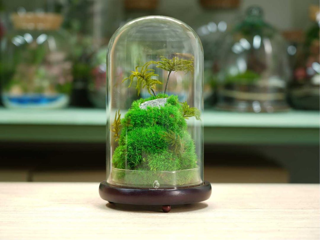 Preserved Moss Terrarium in Glass Dome — Low-Maintenance Botanical Decor with Wooden Base - Damsona