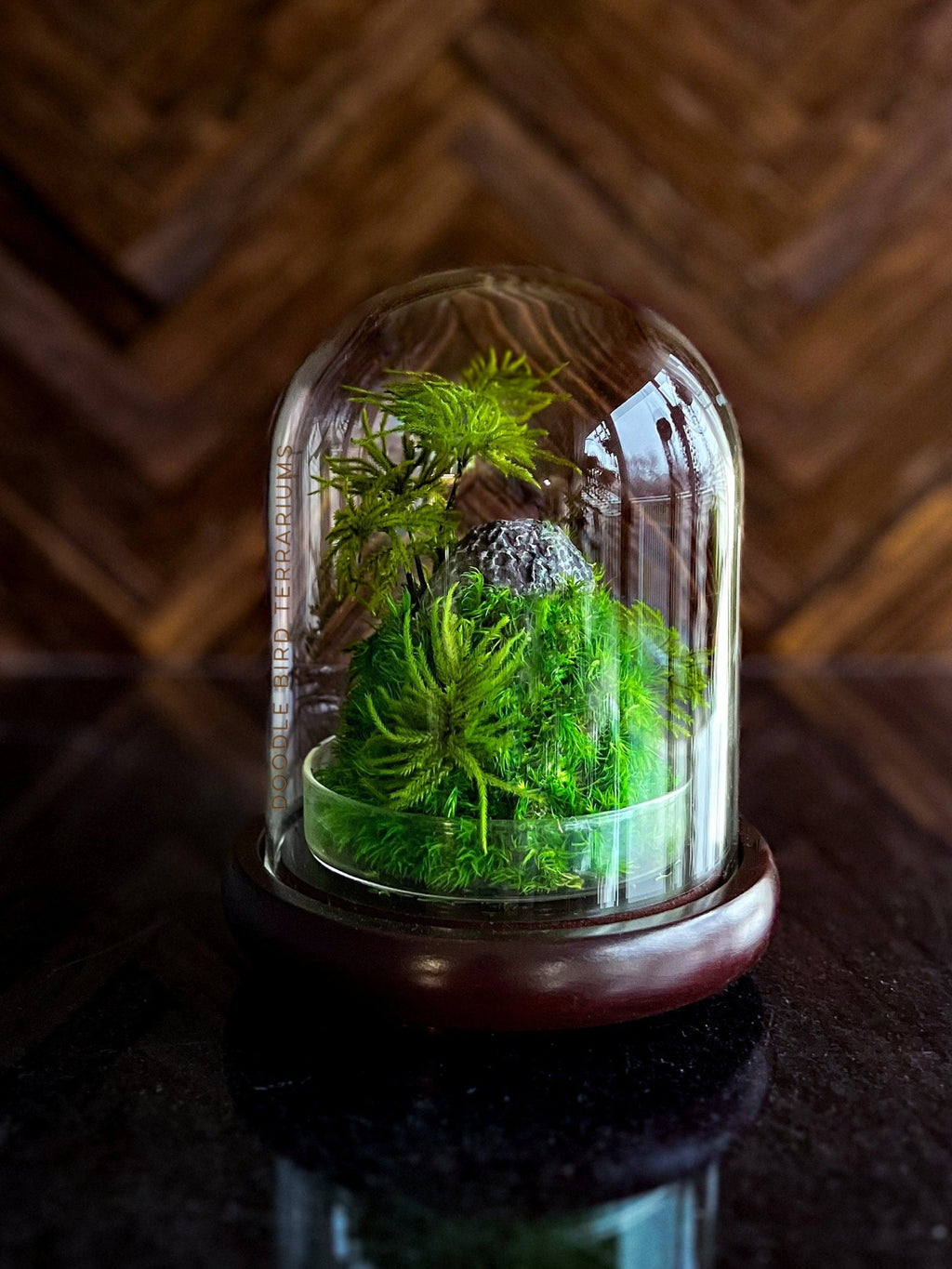 Preserved Moss Terrarium in Glass Dome — Low-Maintenance Botanical Decor with Wooden Base - Damsona