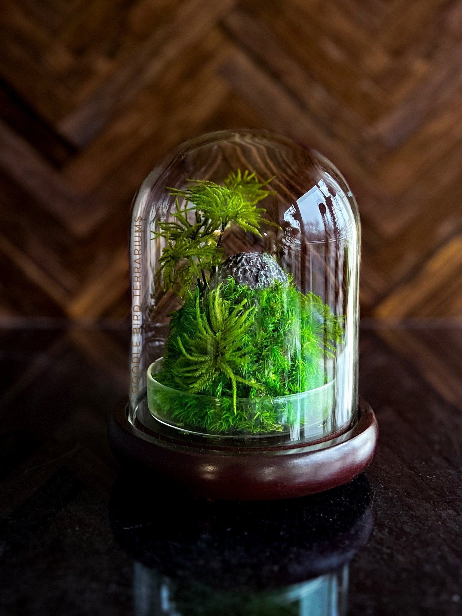 Preserved Moss Terrarium in Glass Dome — Low-Maintenance Botanical Decor with Wooden Base - Damsona
